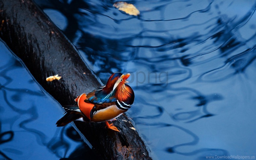 bird mandarin duck sitting timber water wallpaper Isolated Character in Clear Transparent PNG
