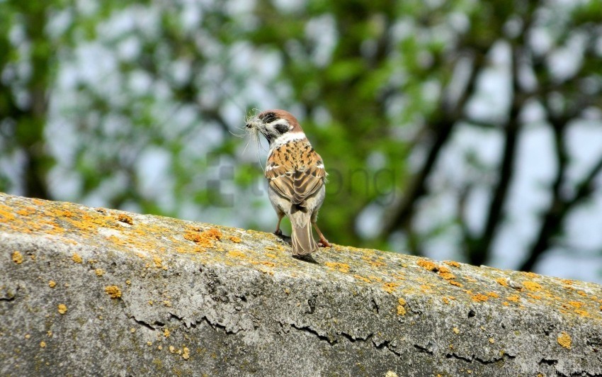 bird moss sparrow wallpaper PNG Image Isolated on Transparent Backdrop