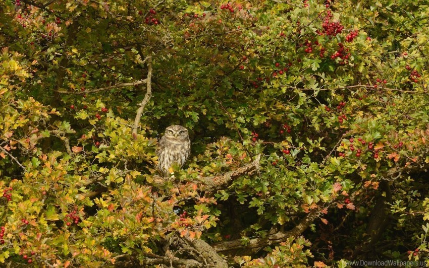 bird mountain ash owl predator tree wallpaper PNG for web design