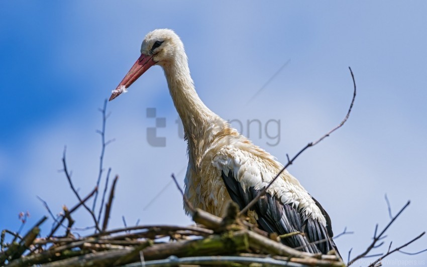 bird nature nest stork wallpaper Isolated Character in Clear Background PNG
