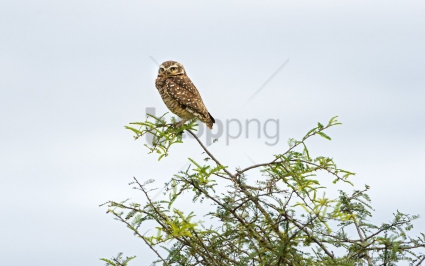 bird nature owl wallpaper Transparent PNG Object with Isolation