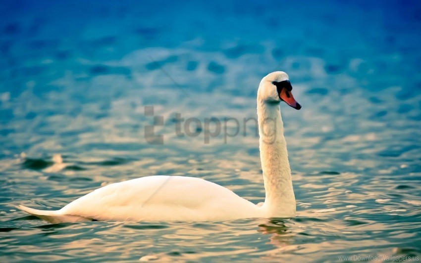 bird neck ripples swan water white wallpaper Isolated Artwork on Transparent Background