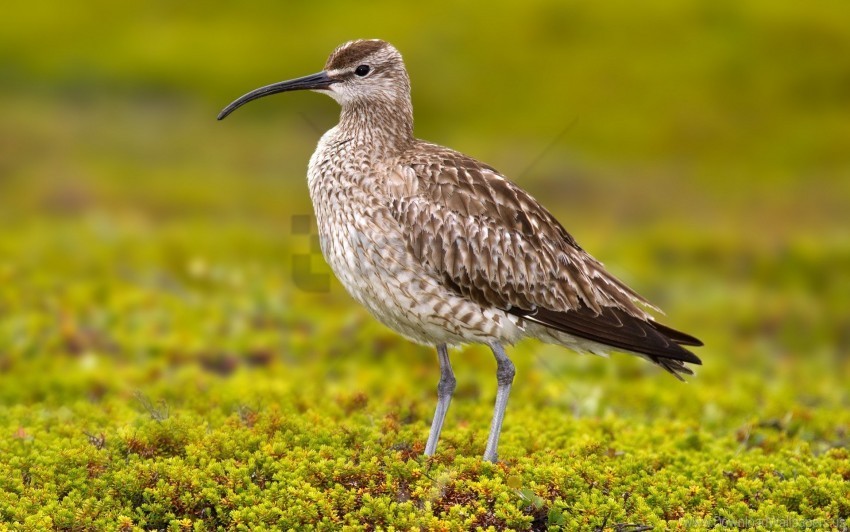 bird numenius phaeopus scolopacidae wallpaper PNG for online use