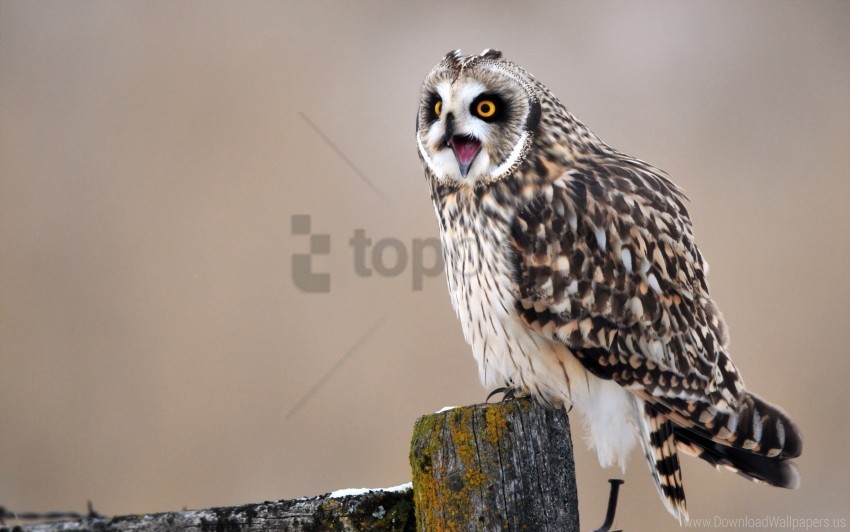 bird owl predator sitting wallpaper PNG with Isolated Object and Transparency