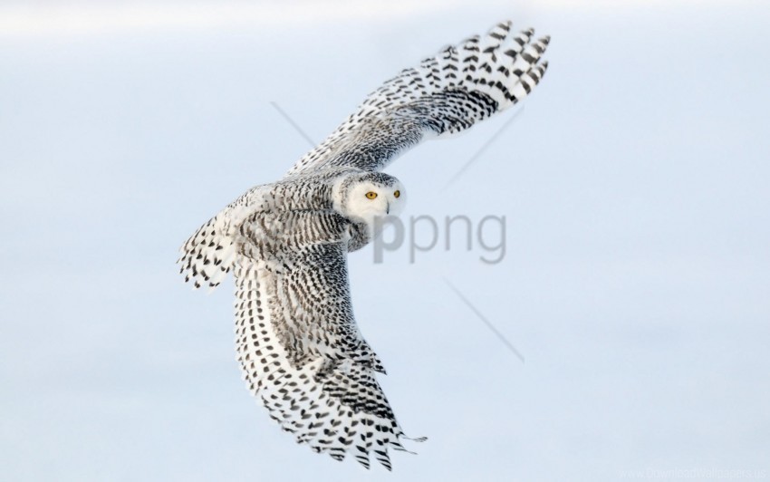bird owl predator sky wings flap wallpaper Clear PNG graphics free