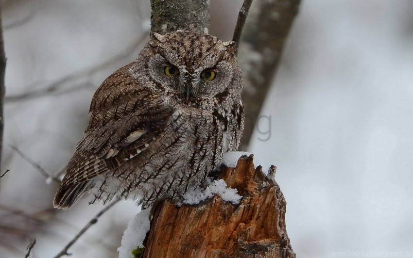 bird owl predator snow wallpaper Free PNG images with transparent layers compilation
