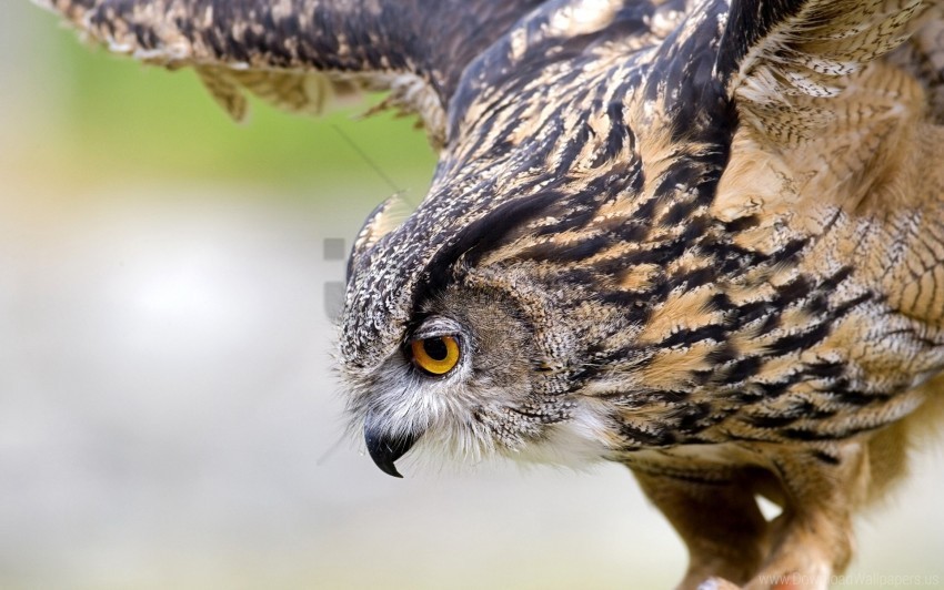 bird owl predator swing wallpaper Isolated Character in Clear Transparent PNG