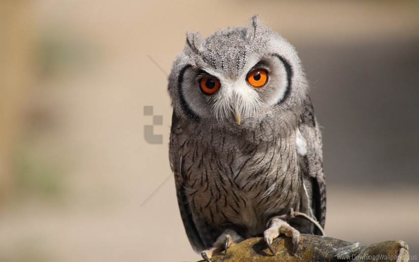 bird owl predator wallpaper Isolated PNG Object with Clear Background