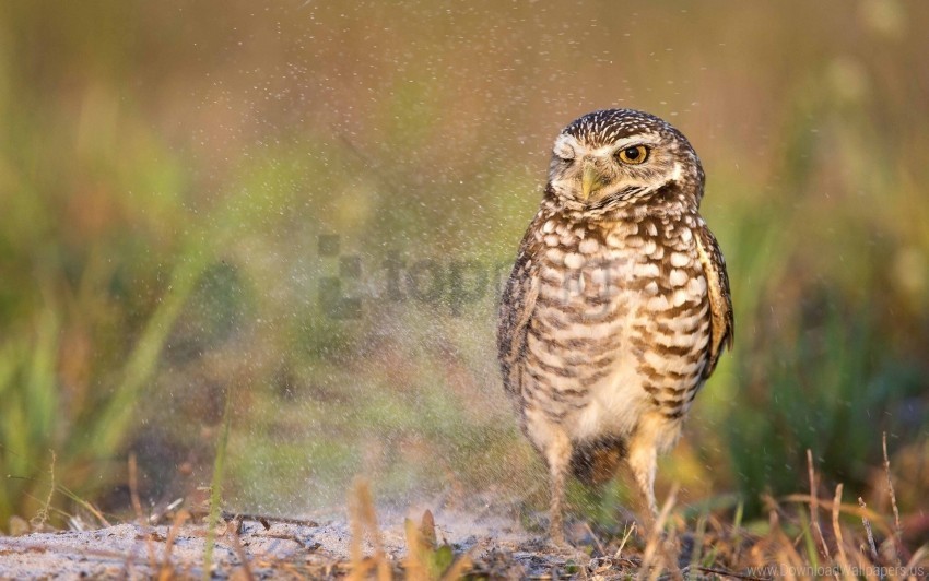 bird owl predator wallpaper PNG images with no background comprehensive set