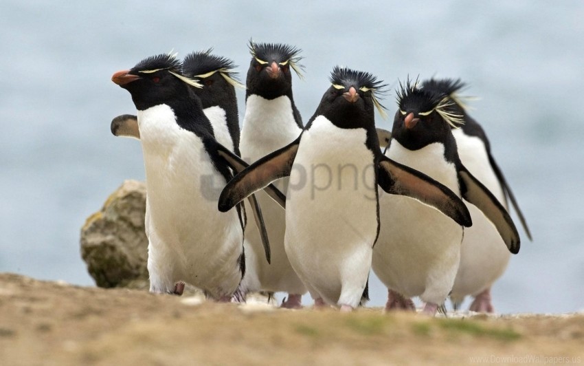 Bird Pack Penguins Run Walk Wallpaper High-resolution PNG Images With Transparent Background