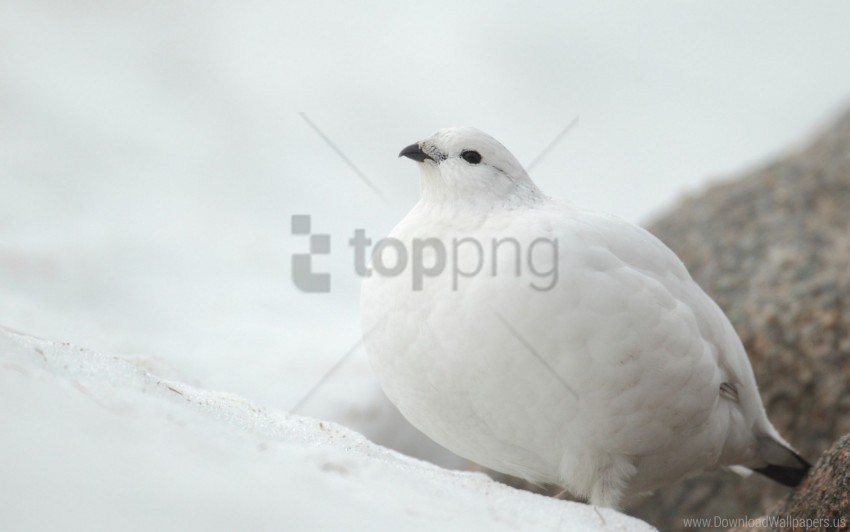 bird partridge snow white wallpaper Alpha PNGs
