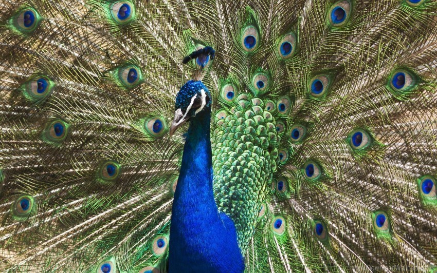 Bird Patterns Peacock Tail Wallpaper Transparent PNG Graphics Complete Archive