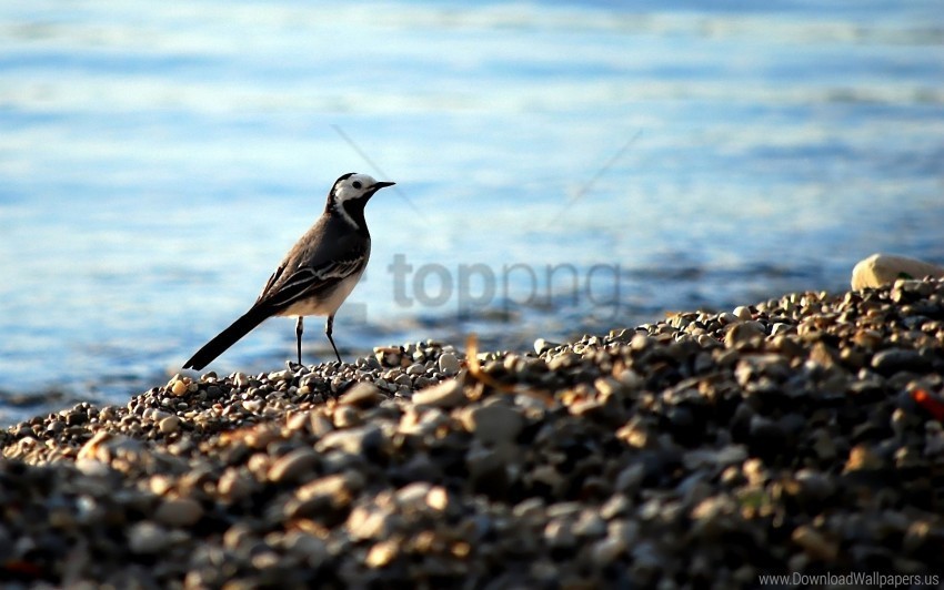 bird pebbles wagtail water wallpaper Transparent Background Isolated PNG Character
