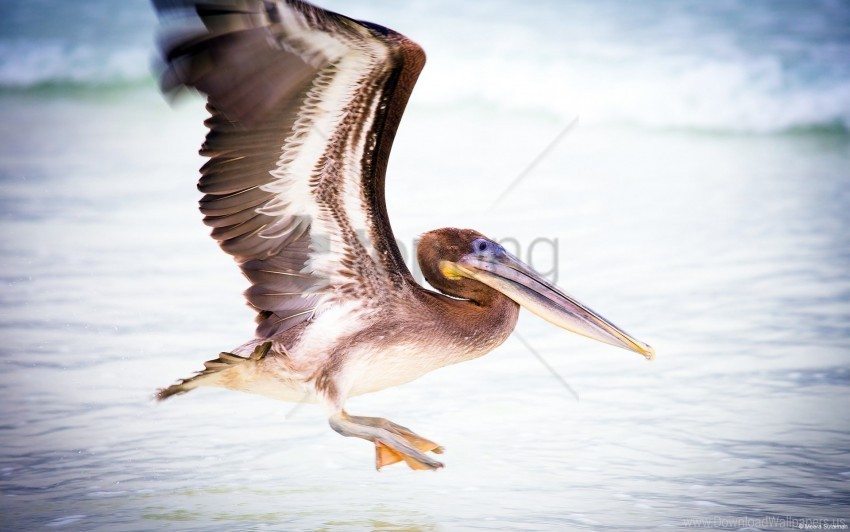 bird pelican water wallpaper PNG pictures without background