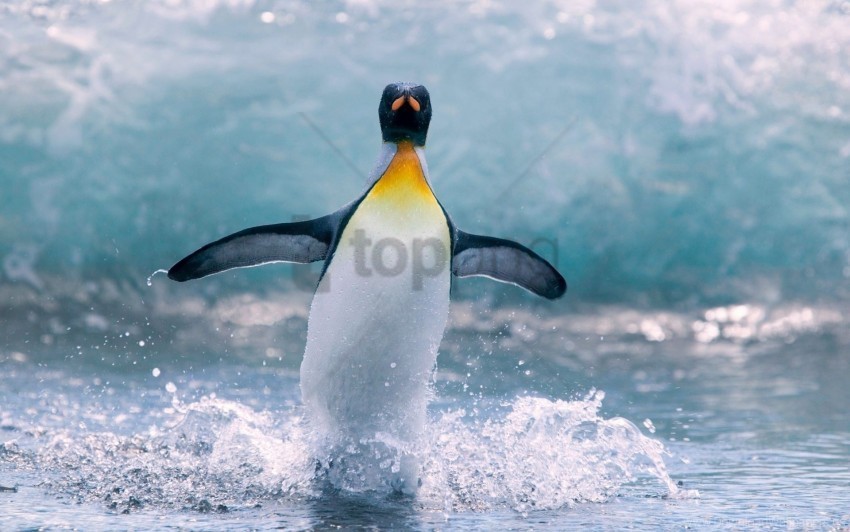 Bird Penguin Splash Water Wallpaper PNG Images With No Background Needed