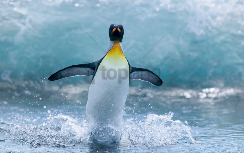 bird penguin spray wave wallpaper HighQuality PNG with Transparent Isolation