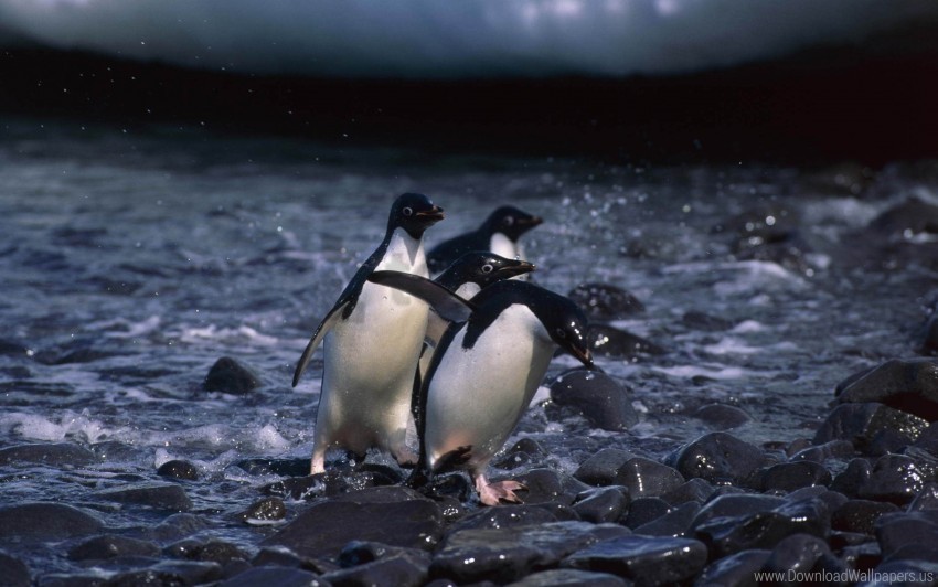 bird penguins walking water wallpaper Transparent graphics PNG