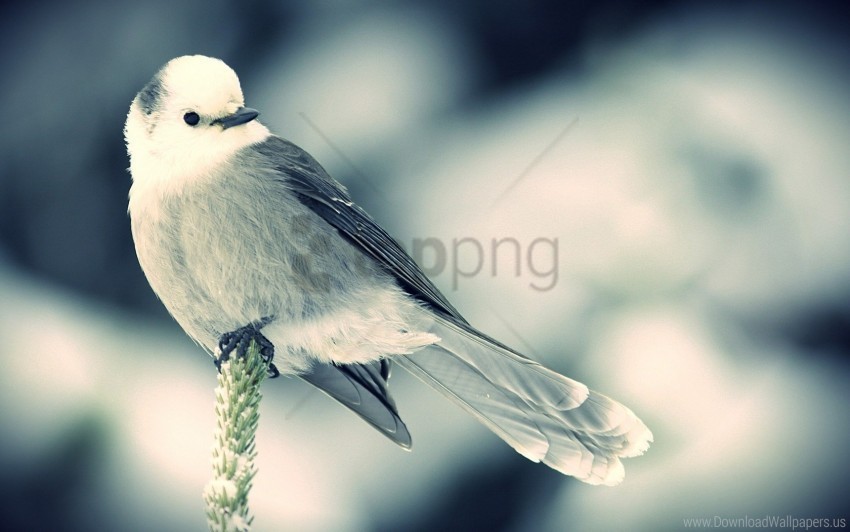bird sit snow spike wallpaper High-definition transparent PNG