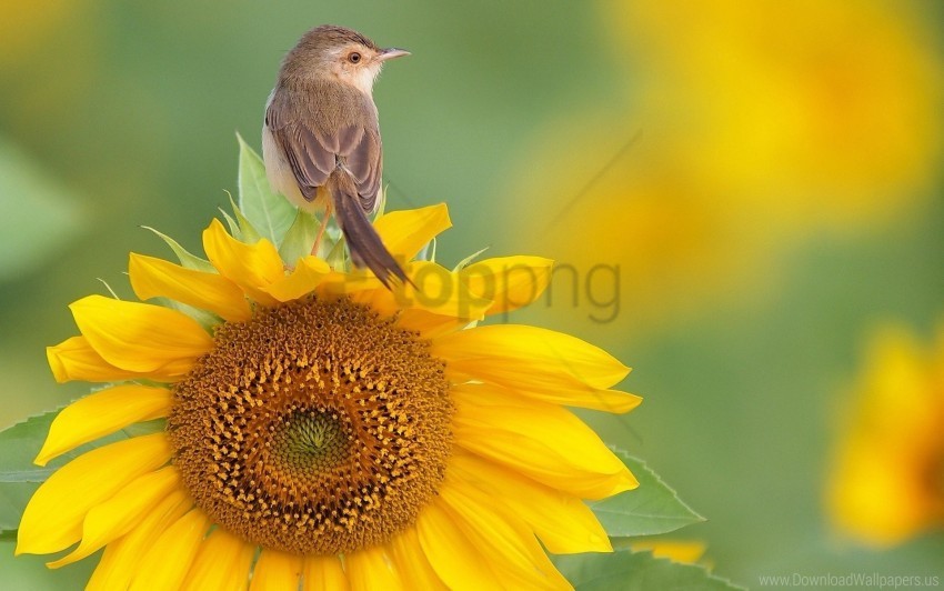 bird sit sunflower wallpaper Transparent PNG Isolated Object