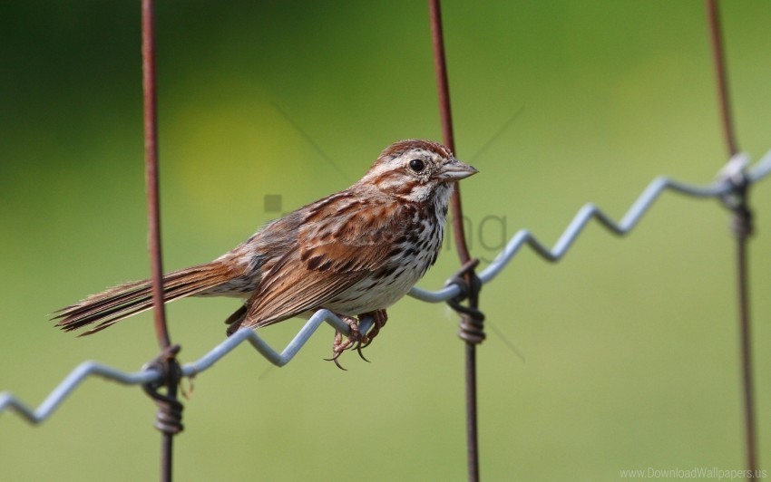 bird sitting sparrow wallpaper PNG images for advertising