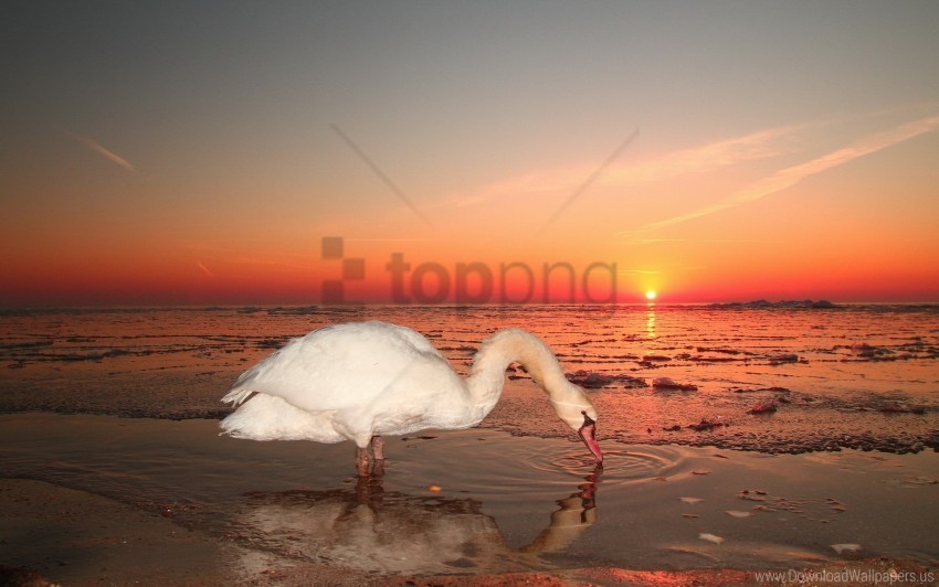 bird sky sunset swan water wallpaper PNG with clear background set