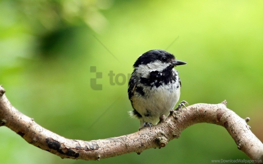 Bird Small Tree Twig Wallpaper PNG Image With Isolated Transparency