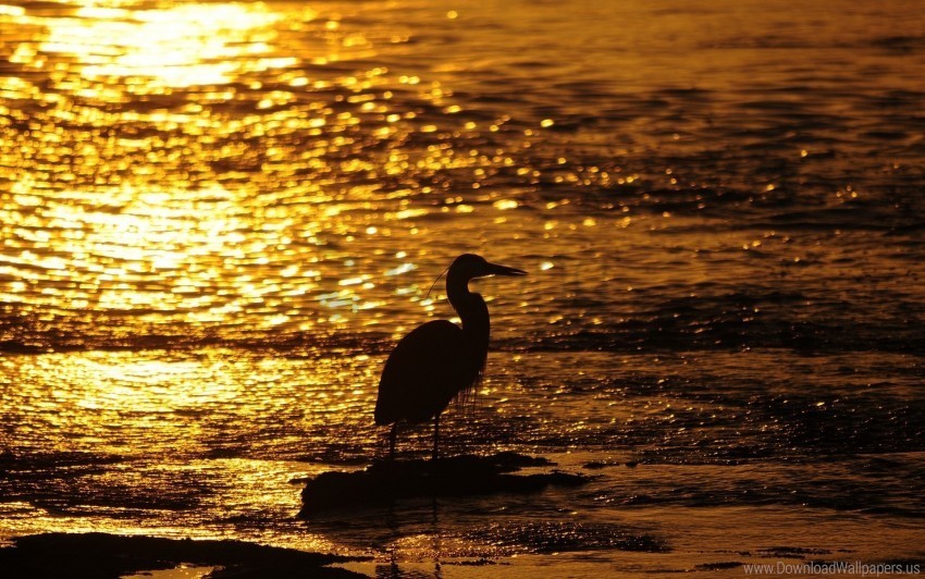 Bird Sunset Water Wallpaper PNG Free Download