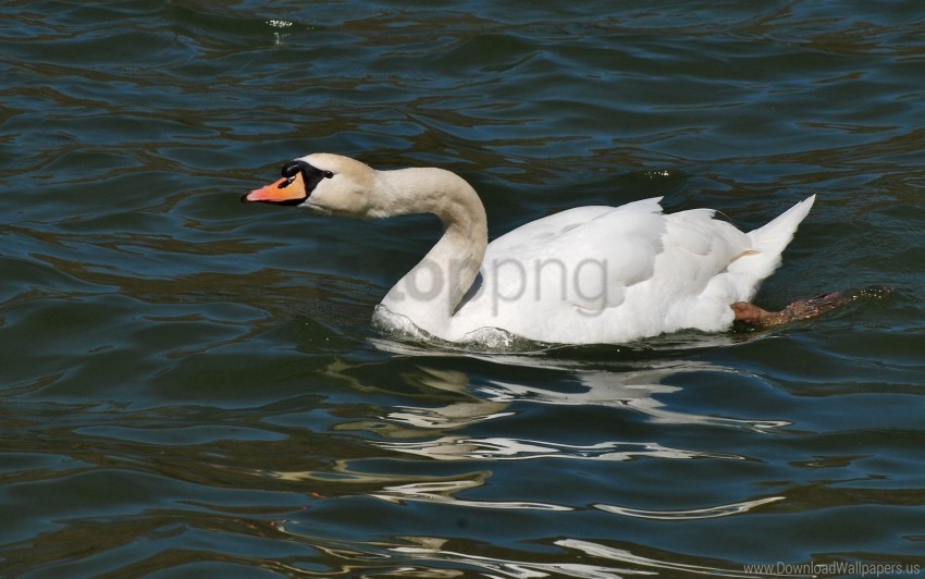 bird swan water surface wallpaper PNG file with no watermark