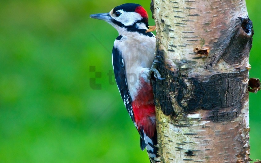 Bird Tree Woodpecker Wallpaper Transparent PNG Isolated Element