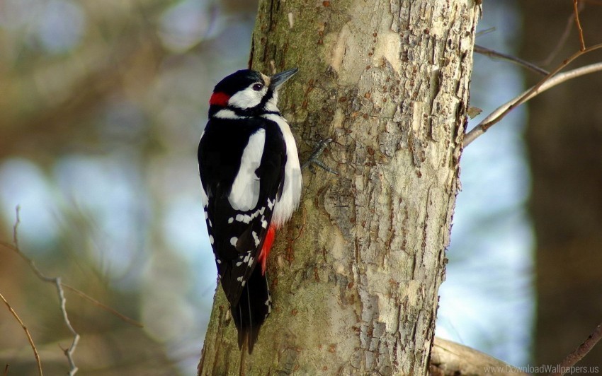 bird tree woodpecker wallpaper PNG design