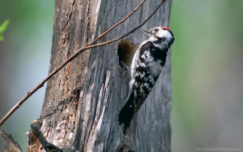 Bird Tree Woodpecker Wallpaper PNG Image Isolated With Clear Transparency