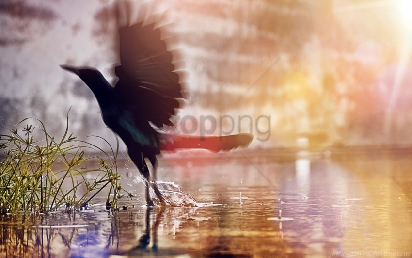 birds black drops splashes water wings wallpaper Isolated Graphic on HighResolution Transparent PNG