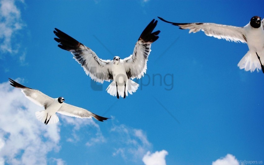 birds black flying sky white wallpaper PNG Image Isolated with Clear Transparency