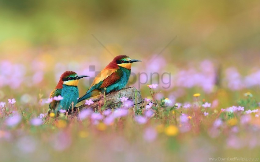 birds blur field flowers grass wallpaper Transparent Background PNG Isolated Pattern