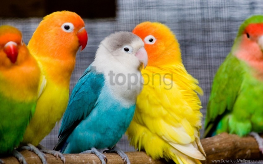 birds branch colorful parrots sit wallpaper PNG images without watermarks