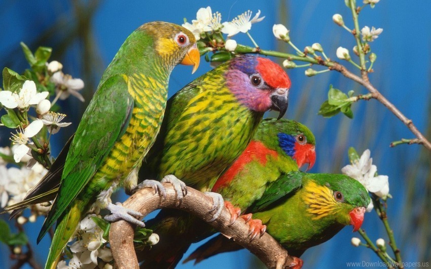 birds branch colorful parrots wallpaper PNG free download transparent background