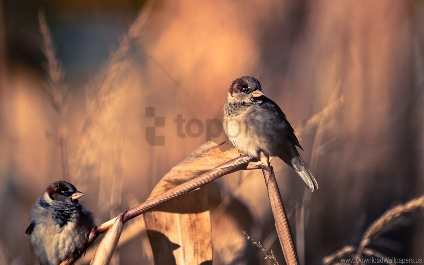 birds branch couple sparrows wallpaper Isolated Artwork in HighResolution Transparent PNG