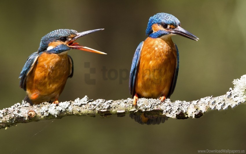 Birds Branch Creek Kingfishers Wallpaper Isolated Graphic In Transparent PNG Format