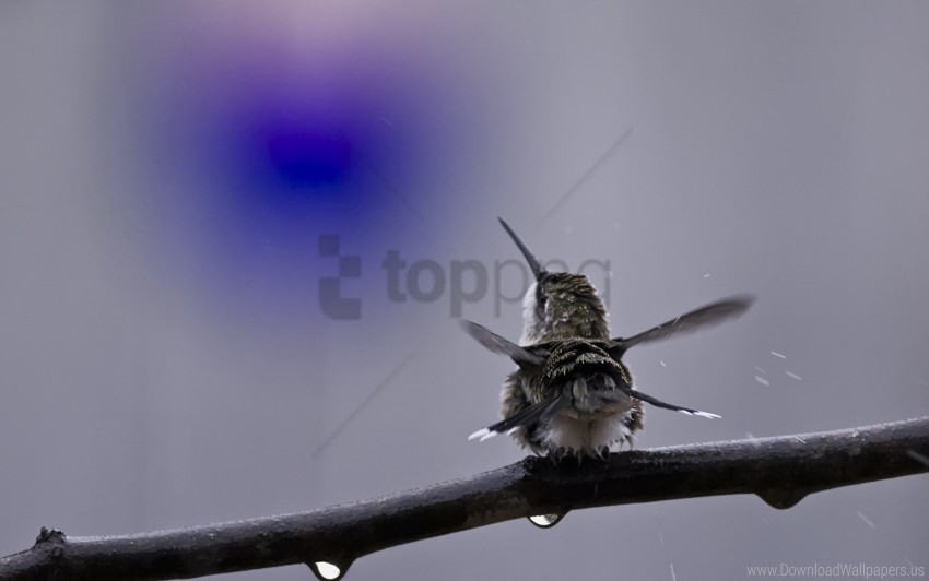 birds branch hummingbirds spray wallpaper High-resolution transparent PNG images comprehensive assortment