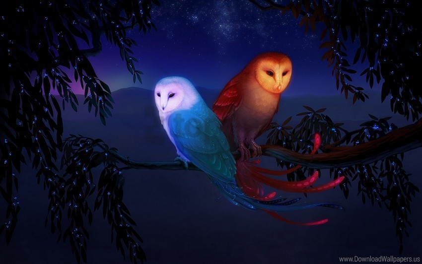 birds branch night owl wallpaper High-quality transparent PNG images