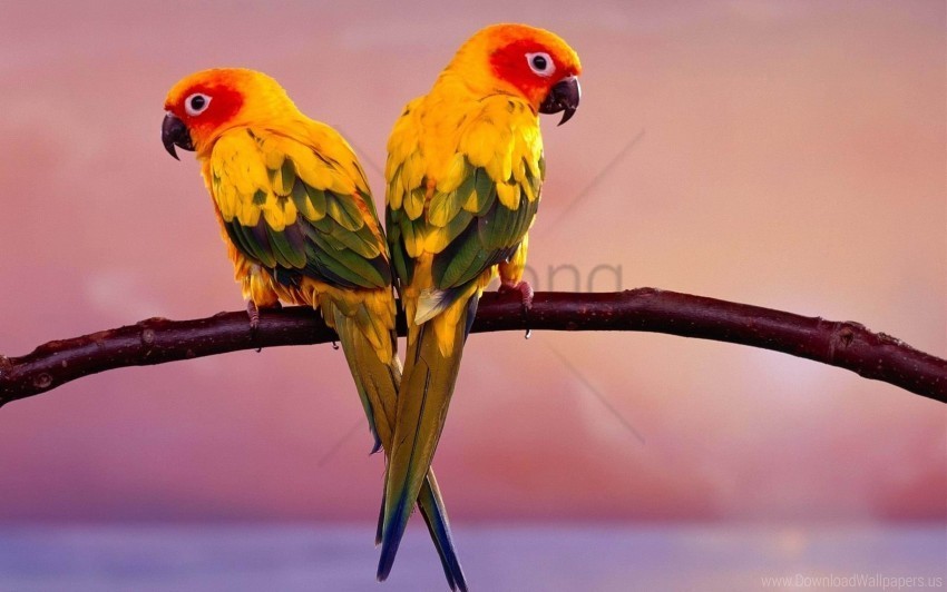 birds branch pair parrots wallpaper PNG file with alpha