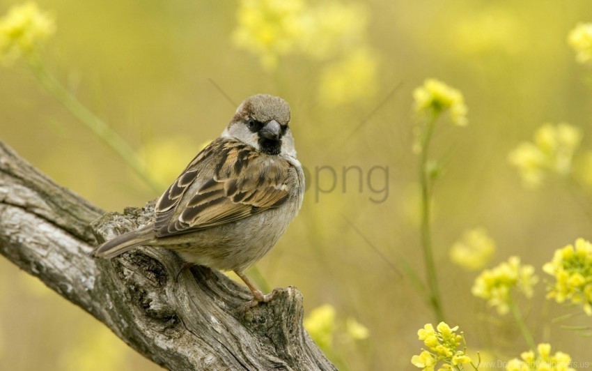 birds branch sitting sparrow wallpaper ClearCut PNG Isolated Graphic