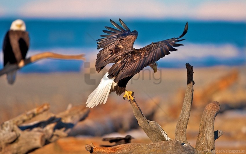 birds branches eagles predators sit swing wings wallpaper Clear PNG