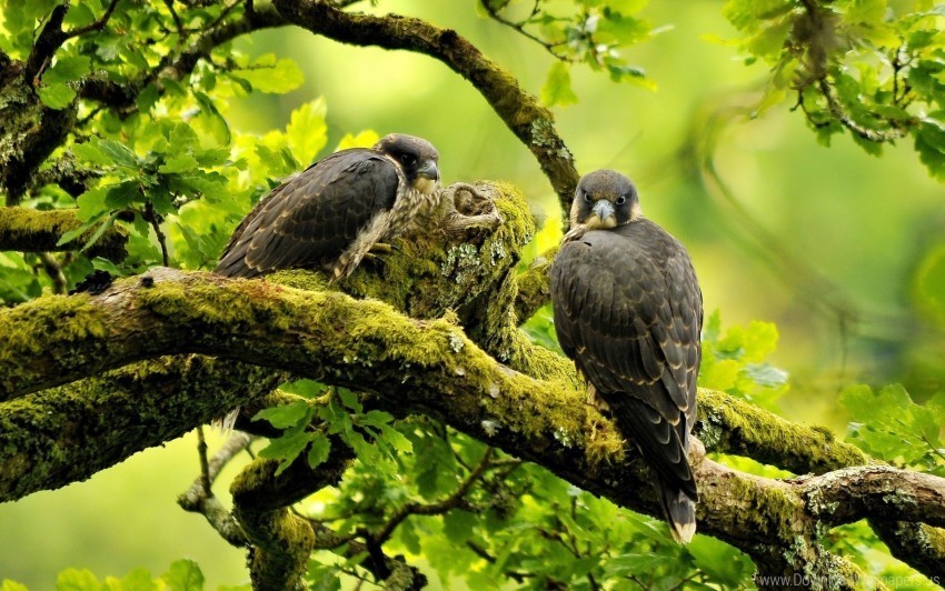 birds branches falcons predators trees wallpaper Isolated Character with Clear Background PNG