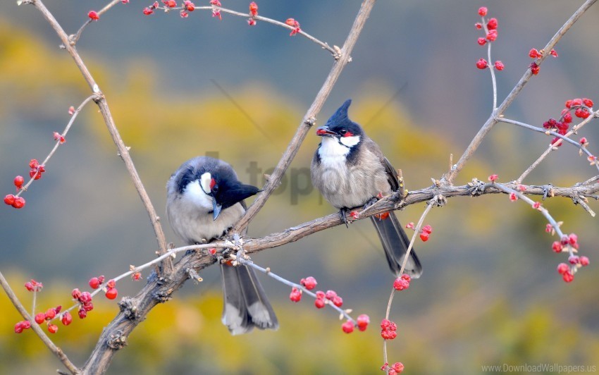 birds bulbul whiskered wallpaper PNG transparent graphic