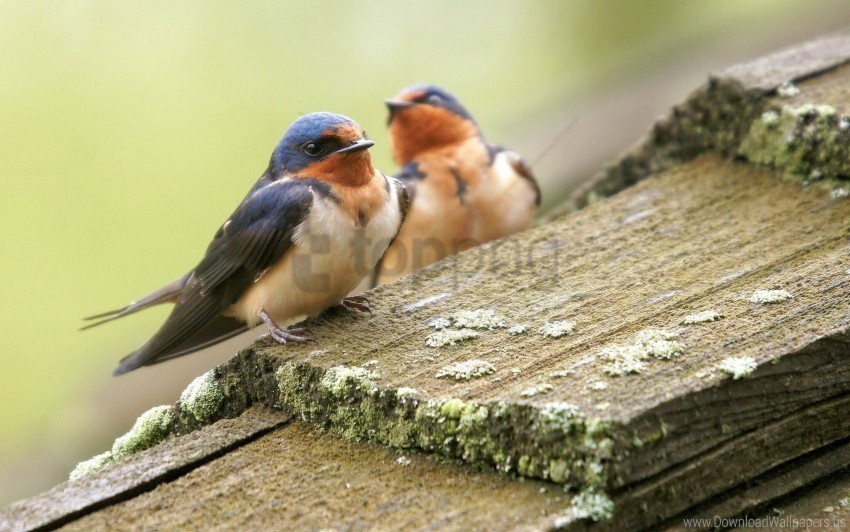 birds caring couple wallpaper PNG files with no background free