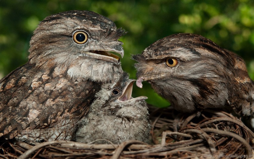 birds caring prey tawny frogmouth wallpaper Isolated Element on HighQuality Transparent PNG