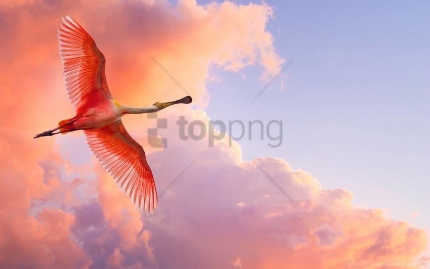 birds clouds flamingo flying sky wallpaper Transparent PNG graphics variety