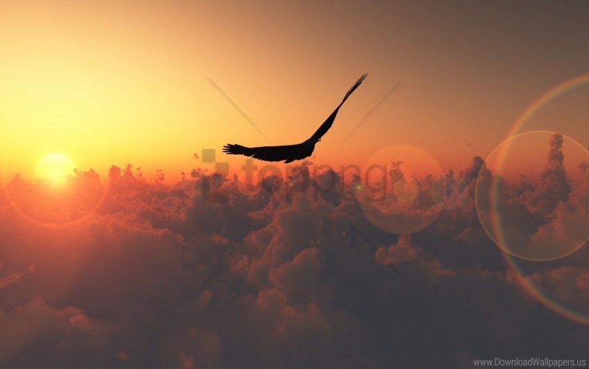 birds clouds flight sun wallpaper Isolated Element on HighQuality Transparent PNG