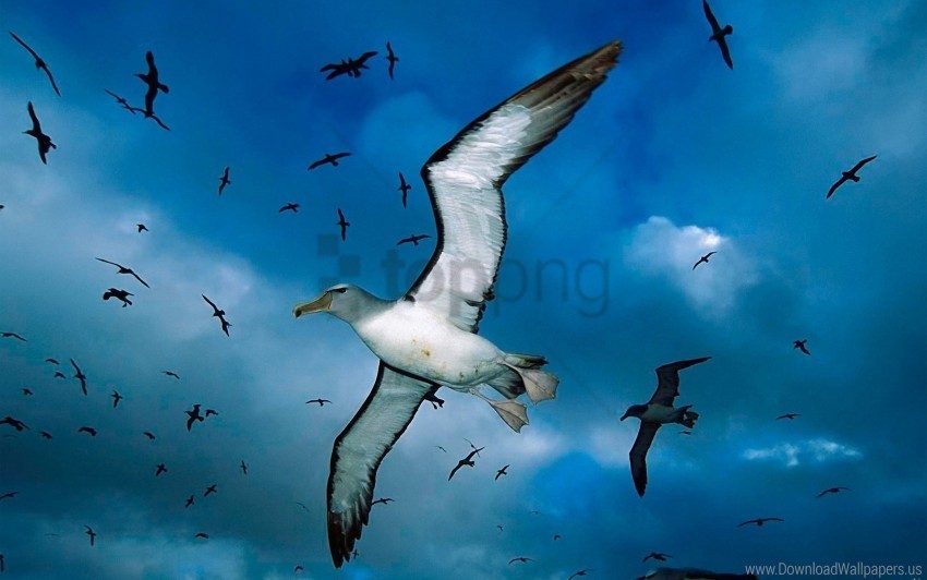birds clouds flock gulls sea sky wallpaper Transparent PNG pictures archive